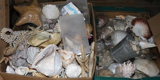 Large collection of shells